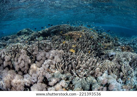 Coral colonies compete for space to grow on a shallow coral reef in Komodo National Park, Indonesia. The diversity of marine life in this region is some of the greatest in the world.