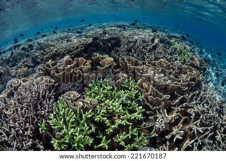 Healthy coral colonies vie for space to grow on a shallow coral reef in Komodo National Park, Indonesia. The diversity of marine life in this region is some of the greatest in the world.