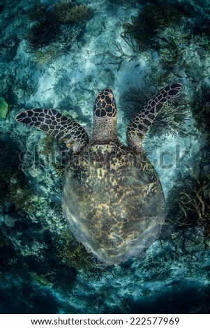 A Hawksbill sea turtle (Eretmochelys imbricata) cruises above a coral reef in Indonesia. This is an endangered species which spends most of its time in shallow lagoons and on coral reefs.