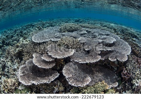 Coral colonies compete for space to grow on a shallow reef in Komodo National Park, Indonesia. The diversity of marine life in this region is some of the greatest in the world.
