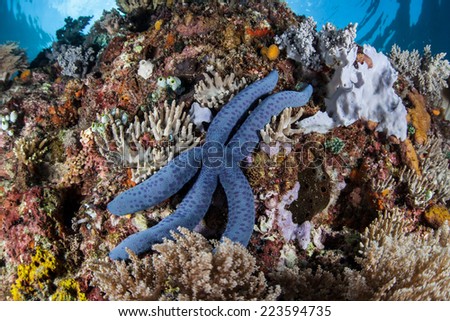 A blue sea star (Linkia laevigata) clings to a coral reef overhang in Indonesia. The reefs in Indonesia harbor some of the highest marine biodiversity on Earth.