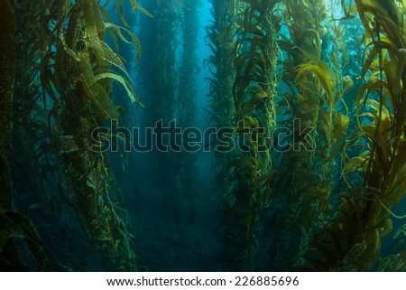 Giant kelp grows in a thick underwater forest near the Channel Islands in California. Kelp provides an important habitat for many fish and invertebrates and can grow quickly in the right conditions.