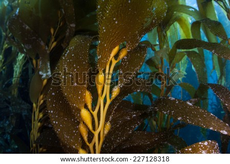Giant kelp grows in a thick underwater forest near the Channel Islands in California. Kelp provides an important habitat for many fish and invertebrates and can grow quickly in sunlit conditions.