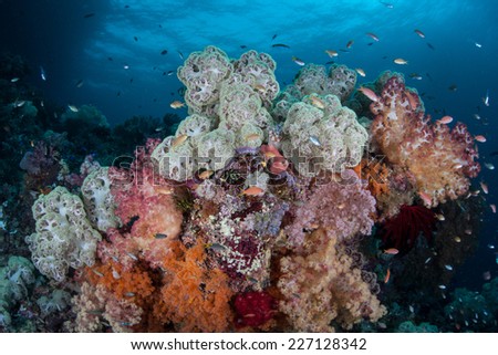 Colorful soft corals thrive on a coral reef in Raja Ampat, Indonesia. Soft corals do not create solid calcium carbonate skeletons and rely on currents to bring them planktonic food.