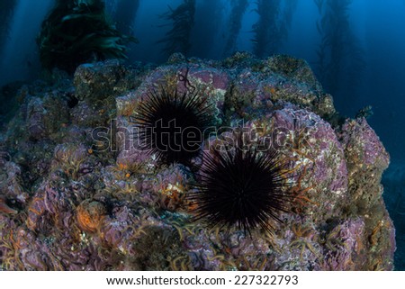 Purple urchins cling to a rocky bottom in a giant kelp forest near the Channel Islands in California. Kelp provides an important habitat for many fish and invertebrates.