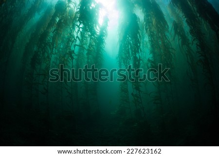 Giant kelp grows in an underwater forest near the Channel Islands in California. Kelp provides an important habitat for many fish and invertebrates and can grow quickly in the right conditions.