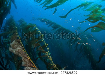 A strong current bends giant kelp as it grows in a thick underwater forest near the Channel Islands in California. Kelp provides an important habitat for many fish and invertebrates.