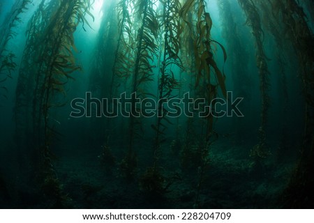Giant kelp grows in an underwater forest just off the coast of California. Kelp provides an important habitat for many fish and invertebrates and can grow quickly in the right conditions.