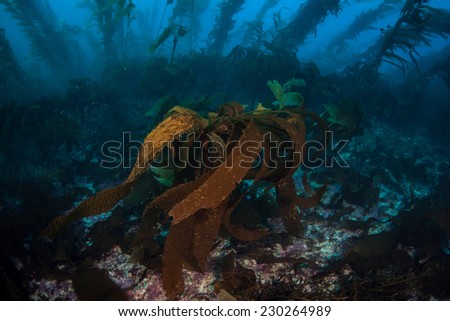 Stalked kelp grows along with giant kelp in a thick underwater forest near the Channel Islands in California. Kelp provides an important habitat for many fish and invertebrates.