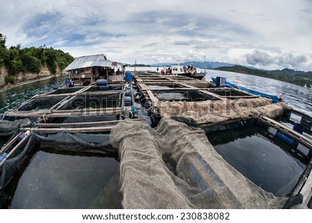 Live fish are kept in floating nets in a fishing operation off the coast of Sulawesi in Indonesia. The trade in live fish, especially in Asia, is a billion dollar industry.