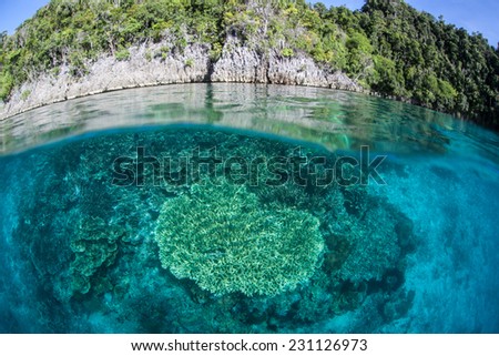 Bright sunlight shines down on a beautiful coral reef in Raja Ampat, Indonesia. This region is known as the heart of the Coral Triangle and harbors high marine biological diversity.