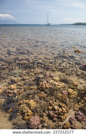 A shallow coral reef is exposed by a low tide near the island of Flores, Indonesia. Not many corals can withstand being dry for more than a few minutes.