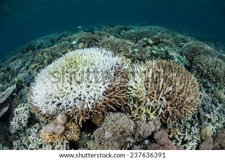 A coral colony has been bleached by warm water temperatures. Bleaching occurs when the coral\'s symbiotic algae leaves the coral tissues. This process can eventually led to coral mortality.