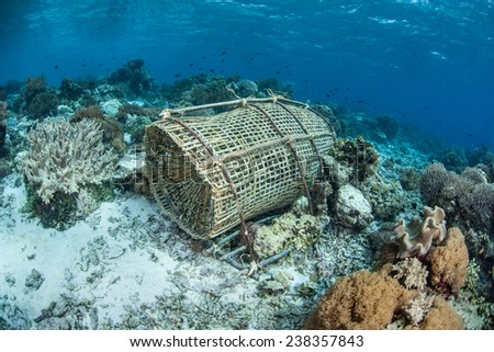 A hand-woven bamboo fish trap lies on a coral reef near Alor, Indonesia. This traditionally made trap is used by local fishermen to capture small reef fish for food.