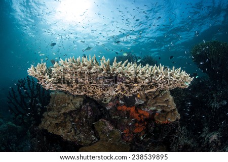 A table coral grows on a coral reef near Alor, Indonesia. This part of the Coral Triangle harbors high marine biodiversity and offers beautiful scuba diving and snorkeling.