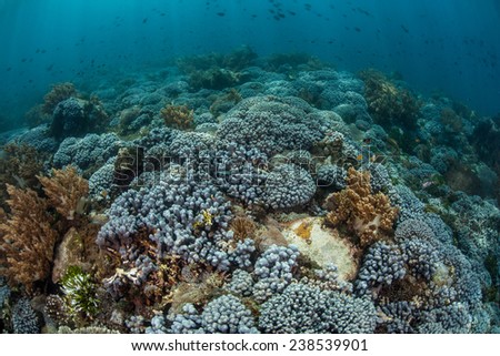 Corals compete for space to grow on a shallow reef near Alor, Indonesia. This part of the Coral Triangle harbors high marine biodiversity and offers beautiful scuba diving and snorkeling.