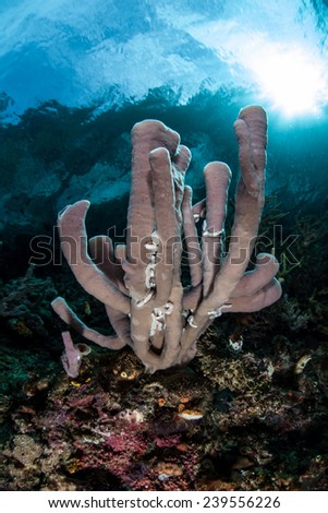 A tube sponge grows on a coral reef in Indonesia. Sponges are often covered by small, white sea cucumbers that clean organic material from the outside of the sponges.