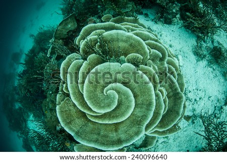 A foliose coral grows on a reef in the tropical western Pacific. Foliose corals grow similar to the way some plants grow, arranging themselves so that much of their surface is exposed to sunlight.