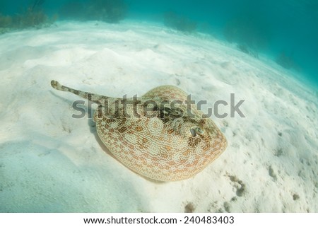 A Yellow stingray (Urobatis jamaicensis) lays on a sandy seafloor off the coast of Belize. This small bottom-dweller can change the tonality of its coloration to improve its camouflage.