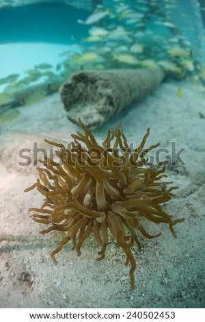An anemone lives on a sandy bottom underneath a pier built on an island in the Caribbean Sea. Anemones are like coral polyps that do not produce a calcium carbonate skeleton.