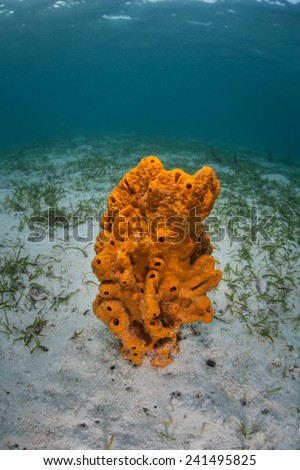 A bright orange sponge grows in the sand near a seagrass meadow in Indonesia. Thousands of species of filter-feeding sponges exist in the Indo-Pacific.