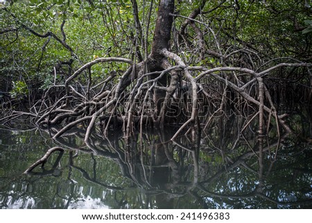 Mangrove roots reach into shallow water in a forest growing in the Mergui Archipelago off the coast of Myanmar. Mangroves are important nursery habitat for many species birds, fish and invertebrates.