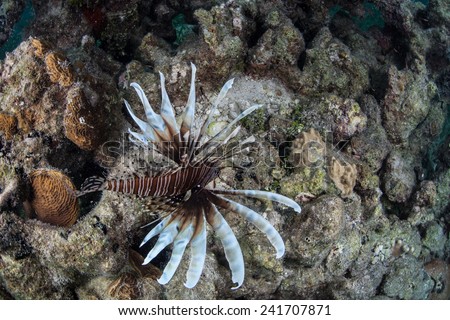A lionfish (Pterois volitans) hunts for prey on a reef off Turneffe Atoll in the Caribbean Sea. This non-native species to the Caribbean is outcompeting native predators for food.