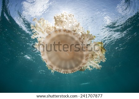 Cassiopea jellyfish, also known as upside-down jellyfish, are found in tropical seas worldwide. They usually live upside-down on the seafloor and are primarily photosynthetic.