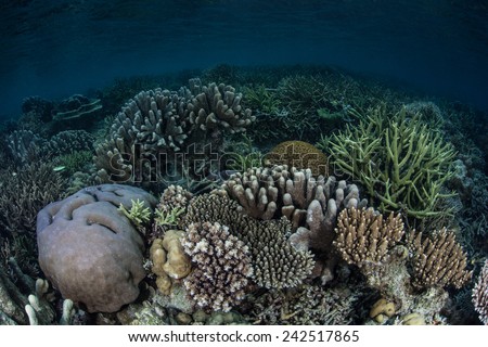 A healthy reef has grown in Raja Ampat, Indonesia. This region is the heart of the Coral Triangle and harbors a huge variety of marine species.