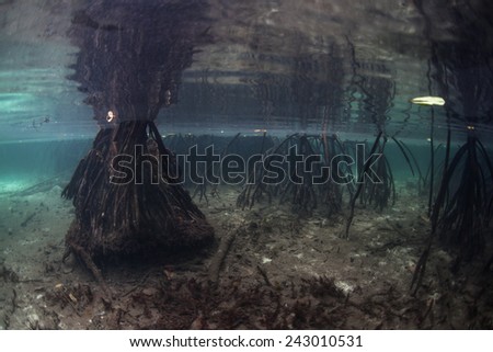 Mangrove trees grow on submerged stilt roots in Raja Ampat, Indonesia. This region is the heart of the Coral Triangle and harbors a wide variety of marine habitats and species.