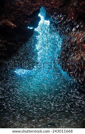 Schooling silversides swim in a dark underwater grotto off the Caribbean island of Grand Cayman. These fish school in large numbers in order to avoid predation.