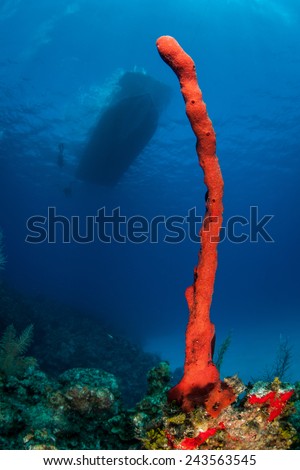 A red sponge grows on a coral reef near the island of Grand Cayman in the Caribbean Sea. Sponges are a major component of Caribbean reefs.