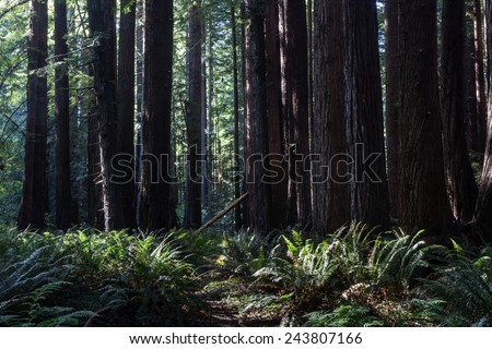 Redwood trees grow near the coast in Northern California. Redwoods are some of the tallest trees on Earth but grow extremely slowly. They have been logged extensively over time.