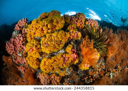 A vibrant coral reef grows in Raja Ampat, Indonesia. This region is known as the heart of the Coral Triangle and contains more marine life than anywhere else on Earth.