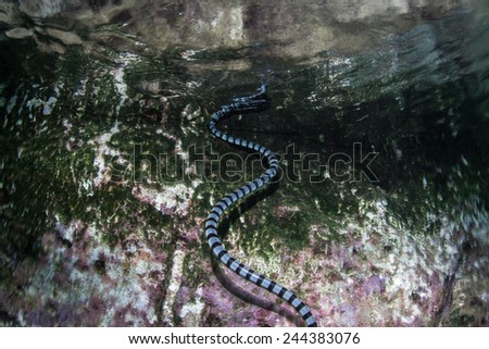 A Banded sea snake (Laticauda colubrina) swims to the surface to breathe near an island in Indonesia. This reptile is one of the most venomous creatures on Earth.