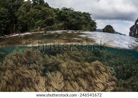 Soft corals grow near the surface in Raja Ampat, Indonesia. This region is part of the Coral Triangle and contains more marine life than anywhere else on Earth.