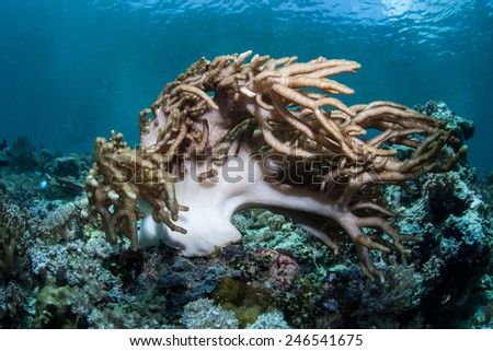 A soft coral is blown by a strong current on a reef in Indonesia. This region is part of the Coral Triangle and contains more marine life than anywhere else on Earth.