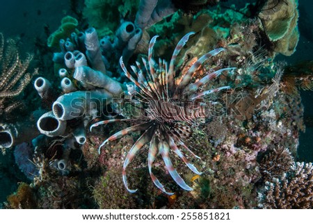 A lionfish (Pterois volitans) swims over a beautiful coral reef in Lembeh Strait, Indonesia. Lionfish are native reef predators to the Indo-Pacific region.