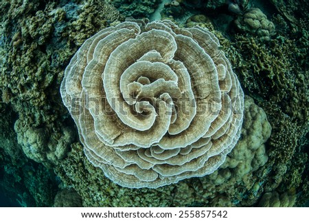 A delicate foliose coral colony (Echinopora sp.) grows on a reef in Palau\'s inner lagoon.  The diverse marine life within the lagoon is enclosed by limestone islands that are ancient, uplifted reefs.