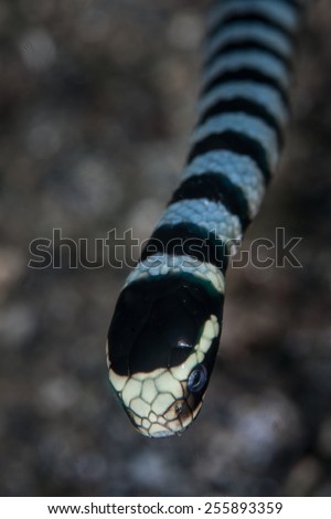 Banded sea snakes (Laticauda colubrina) are one of the most venomous reptiles on Earth. They need deadly venom in order to immediately immobilize their quicker prey.