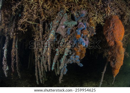 Colorful sponges cling to mangrove roots off the coast of Belize in the Caribbean Sea. Sponges are important filter feeders and are commonly found in most marine habitats.
