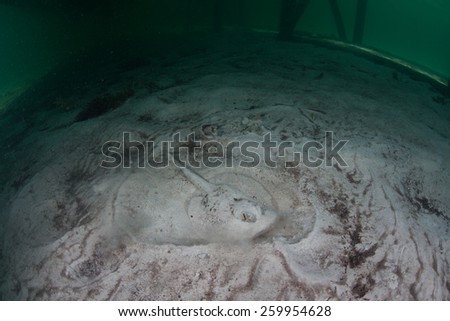A Yellow stingray (Urobatis jamaicensis) hides in the sand below a pier in the Caribbean Sea. This common tropical elasmobranch can change the tonality of its coloration in order to camouflage itself.