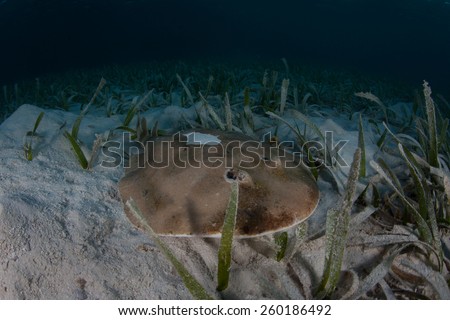 A Lesser electric ray (Narcine bancroftii) lays on a shallow sand flat off Turneffe Atoll in Belize. This interesting animal uses self-generated electricity to defend itself and stun prey.