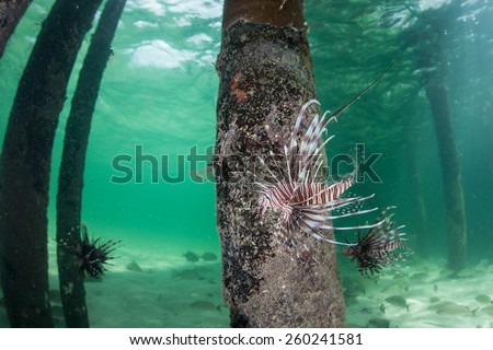 A Lionfish (Pterois volitans) swims under a pier off Turneffe Atoll in Belize. This fish is a recent alien introduction to the Caribbean and is causing major ecological change on coral reefs.