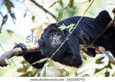 A Black Howler monkey (Alouatta pigra) rests in the jungle canopy of Belize. Black howlers, found in Mexico, Guatemala, and Belize, are folivorous, eating mostly leaves and occasional fruits.