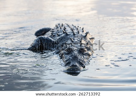 An American crocodile (Crocodylus acutus) surfaces in the lagoon of Turneffe Atoll off the coast of Belize. This large reptile is widespread and males can grow up to 20 feet in length.