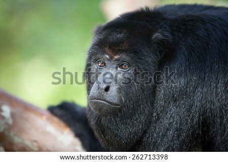 A Black Howler monkey (Alouatta pigra) is found in the jungle canopy of Belize. Black howlers, found in Mexico, Guatemala, and Belize, are folivorous, eating mostly leaves and occasional fruits.