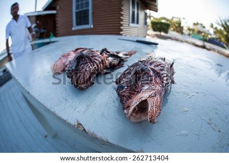 Lionfish (Pterois volitans) are prepared for dinner after being killed in the Caribbean Sea. Lionfish are an alien species in the Caribbean and may have deleterious effects on the ecosystem.