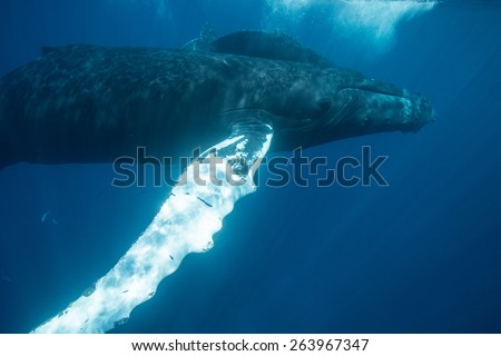 The pectoral fin of a Humpback whale (Megaptera novaeangliae) reaches over 15 feet in length. This cetacean migrates from cold feeding grounds to warmer waters each winter to breed or give birth.