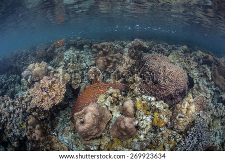 A diversity of reef-building corals grow on the shallow bottom of Palau\'s lagoon. The corals within this lagoon are adapted to higher acidity than found in the open ocean.